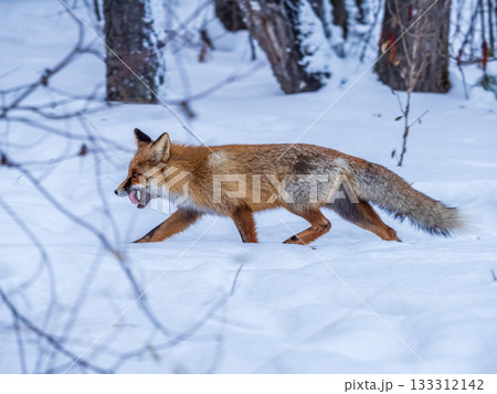 European Red Fox (Vulpes vulpes) in winter forest European Red Fox (Vulpes vulpes) in winter forest 133312142