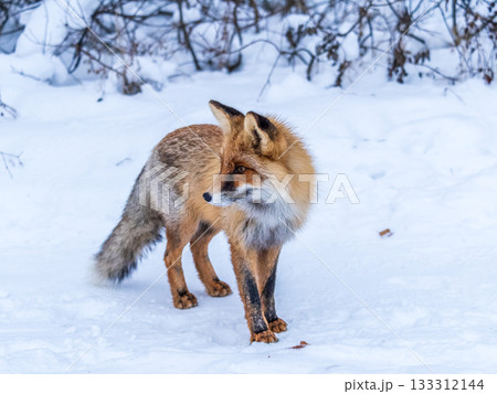 European Red Fox (Vulpes vulpes) in winter forest European Red Fox (Vulpes vulpes) in winter forest 133312144