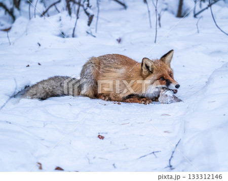 European Red Fox (Vulpes vulpes) in winter forest European Red Fox (Vulpes vulpes) in winter forest 133312146