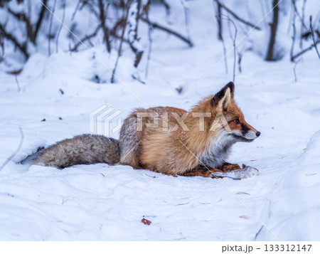 European Red Fox (Vulpes vulpes) in winter forest European Red Fox (Vulpes vulpes) in winter forest 133312147