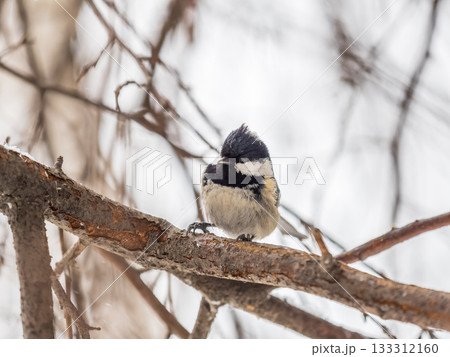Beautiful bird Coal tit, lat. Periparus ater, sitting on a branch without leaves in the autumn or winter. Beautiful bird Coal tit, lat. Periparus ater, sitting on a branch without leaves in the autumn or winter. 133312160