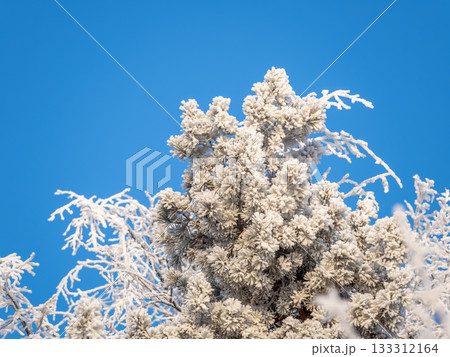 Pine branch with needles is covered with snow in the sunset light 133312164