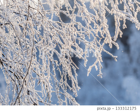 Tree branches in winter covered with snow and frost in snowfall. Frozen tree branches. 133312175