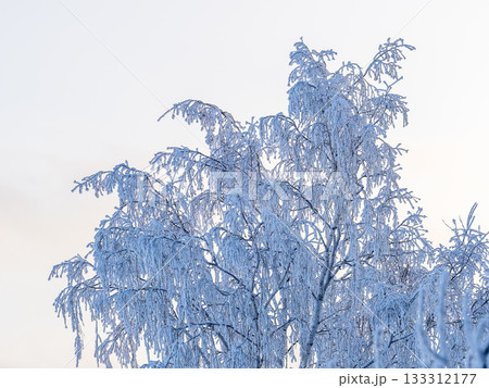 Tree branches in winter covered with snow and frost in snowfall on blue sky background. Frozen tree branches. Tree branches in winter covered with snow and frost in snowfall on blue sky background. Frozen tree branches. 133312177