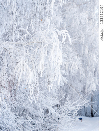 Tree branches in winter covered with snow and frost in snowfall. Frozen tree branches. 133312194