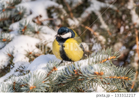 Cute bird Great tit, songbird sitting on the fir branch with snow in winter Cute bird Great tit, songbird sitting on the fir branch with snow in winter 133312217