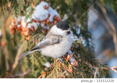 Cute bird the willow tit, song bird sitting on the fir branch with snow in winter 133312220