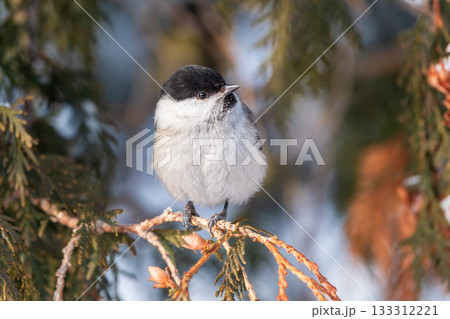 Cute bird the willow tit, song bird sitting on the fir branch with snow in winter Cute bird the willow tit, song bird sitting on the fir branch with snow in winter 133312221