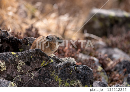 岩の上でくつろぐ秋のエゾナキウサギ 133312235