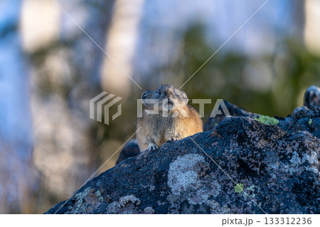 岩の上でくつろぐ早朝のエゾナキウサギ 岩の上でくつろぐ早朝のエゾナキウサギ 133312236