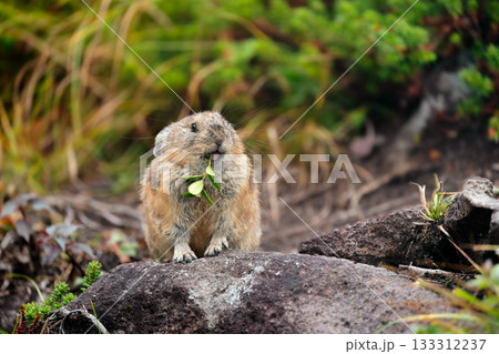 草を食べる秋のエゾナキウサギ 133312237