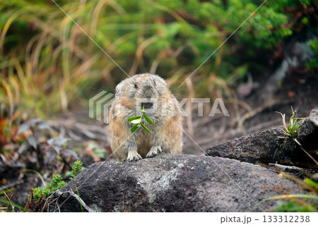 草を食べる秋のエゾナキウサギ 133312238