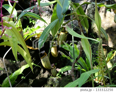 ウツボカズラ 133312250