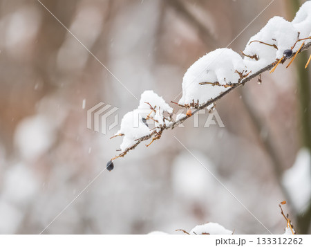 Tree branches in winter covered with snow and frost in snowfall. Frozen tree branches. 133312262