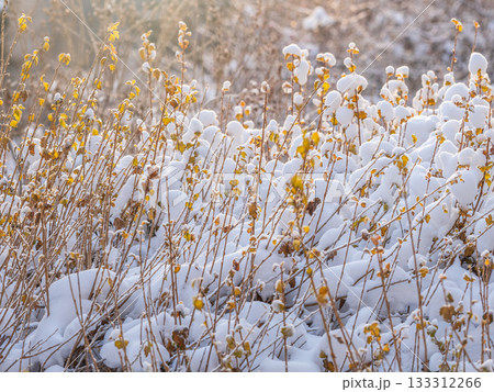 Tree branches in winter covered with snow and frost in snowfall. Frozen tree branches. 133312266