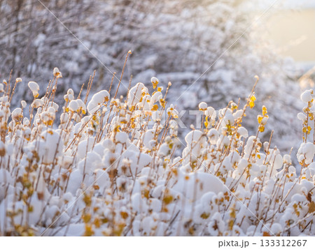 Tree branches in winter covered with snow and frost in snowfall. Frozen tree branches. 133312267