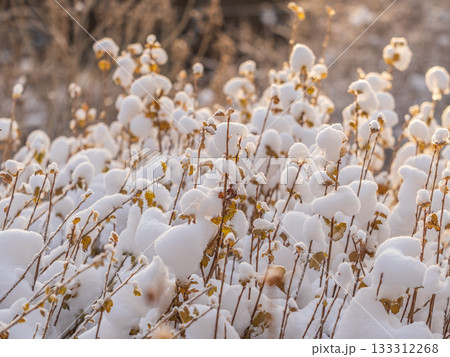 Tree branches in winter covered with snow and frost in snowfall. Frozen tree branches. Tree branches in winter covered with snow and frost in snowfall. Frozen tree branches. 133312268