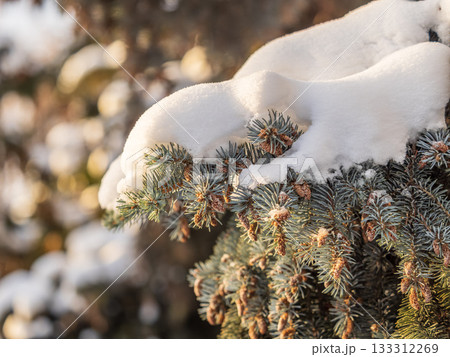Green fir branches in winter covered with snow. Branches of fir tree as background. Frosty spruce branches. Outdoor with snowy winter nature. Forest landscape 133312269