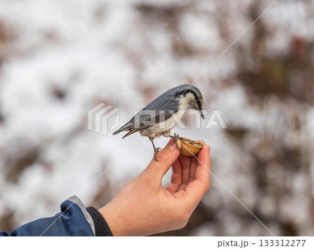The Eurasian nuthatch eats seeds from a man's hand. Hungry bird wood nuthatch eating seeds from a hand during winter or autumn 133312277