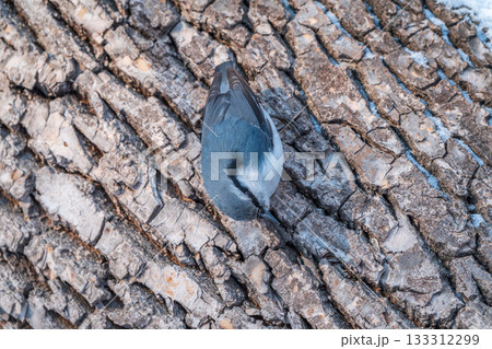 Eurasian nuthatch or wood nuthatch, lat. Sitta europaea, sitting on a tree trunk with a blurred background. 133312299