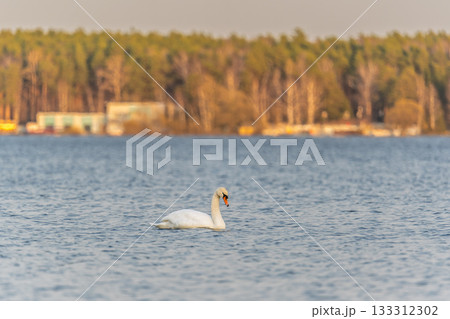 Graceful white Swan swimming in the lake, swans in the wild. Portrait of a white swan swimming on a lake. 133312302