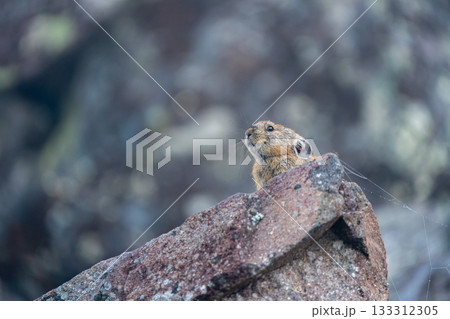 岩の上でくつろぐエゾナキウサギ 133312305
