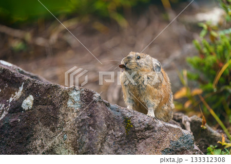 岩の上で枯れ葉を咥える秋のエゾナキウサギ 岩の上で枯れ葉を咥える秋のエゾナキウサギ 133312308