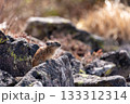 岩の上でくつろぐ秋のエゾナキウサギ 133312314