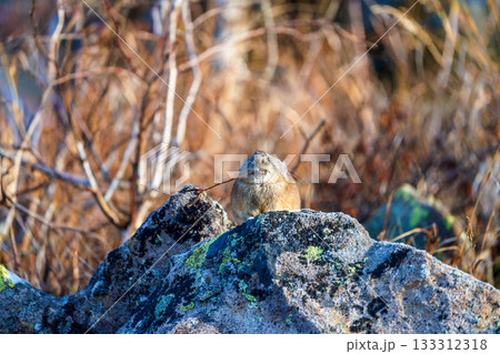 岩の上で枝を咥える秋のエゾナキウサギ 岩の上で枝を咥える秋のエゾナキウサギ 133312318