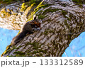 木の上に上る枯れ葉を咥えたエゾリス 133312589