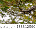 枝を渡るエゾリス 133312590