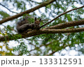 枝の上でこちらを見るエゾリス 133312591