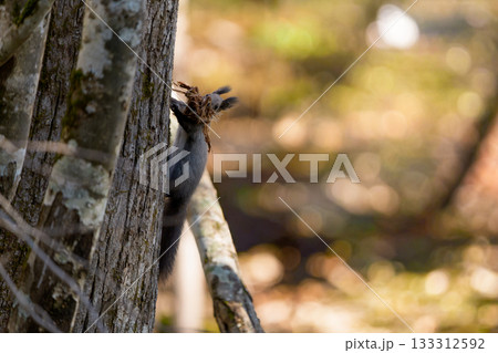 枯れ葉を咥え巣作りするエゾリス 枯れ葉を咥え巣作りするエゾリス 133312592