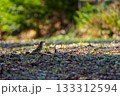 早朝の地面で餌を食べるトラツグミ 133312594