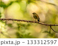 枝にとまる秋のルリビタキ 133312597