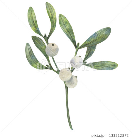 Hand drawn Christmas vibe mistletoe illustration shows green leaves and white berries in watercolor style with natural palette for cards decor packaging textile print art element use winter seasonal Hand drawn Christmas vibe mistletoe illustration shows green leaves and white berries in watercolor style with natural palette for cards decor packaging textile print art element use winter seasonal 133312872