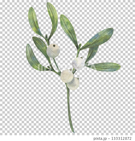 Hand drawn Christmas vibe mistletoe illustration shows green leaves and white berries in watercolor style with natural palette for cards decor packaging textile print art element use winter seasonal 133312872