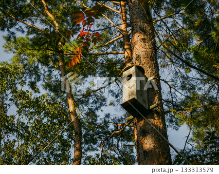 静かな森の木に設置された木製の鳥の巣箱 133313579