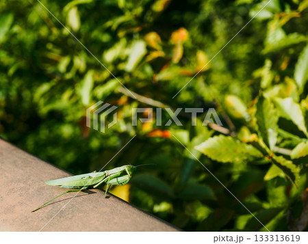 日差しを浴びるハラビロカマキリ　昆虫 133313619