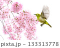 白バックのしだれ桜 133313778