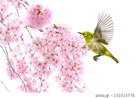 白バックのしだれ桜 133313778