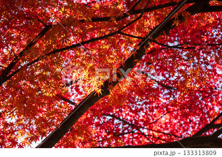 真っ赤な紅葉 133313809