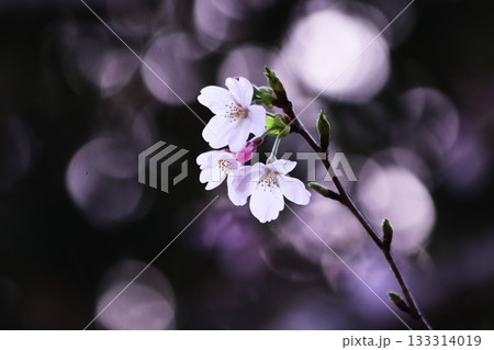 桜の花と黒い背景 133314019