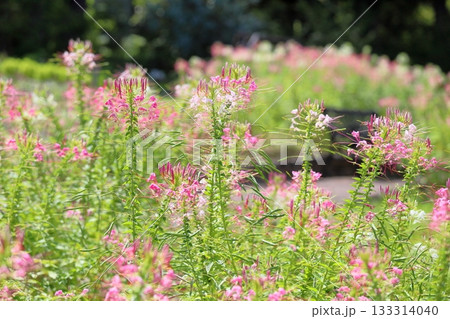 爽やか クレオメの花 爽やか クレオメの花 133314040
