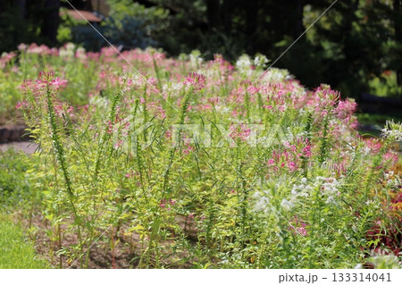 爽やか クレオメの花 爽やか クレオメの花 133314041