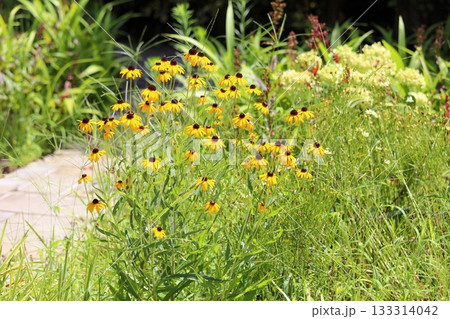 可愛い　ルドベキアの花 133314042