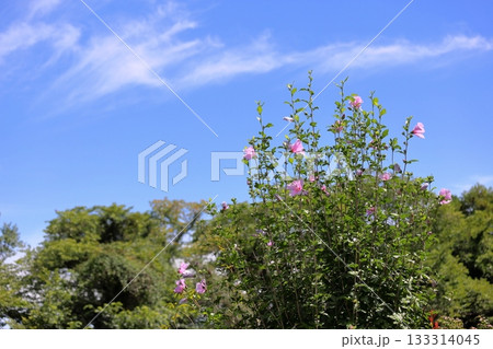 爽やか　ムクゲの花 133314045