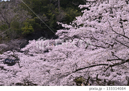 新緑の季節　鎌北湖　満開の桜 133314084
