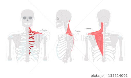Trapezius - Large human back and neck muscle shown in labeled anatomy chart, shaped like a trapezoid, responsible 133314091