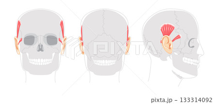 Superior Anterior auricular - Ear muscle illustrated in anatomy chart, elevates the ear, important for auricular movement Superior Anterior auricular - Ear muscle illustrated in anatomy chart, elevates the ear, important for auricular movement 133314092